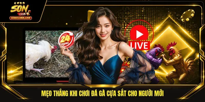 Mẹo thắng khi chơi đá gà cựa sắt cho người mới